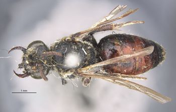 Media type: image;   Entomology 27105 Aspect: habitus dorsal view